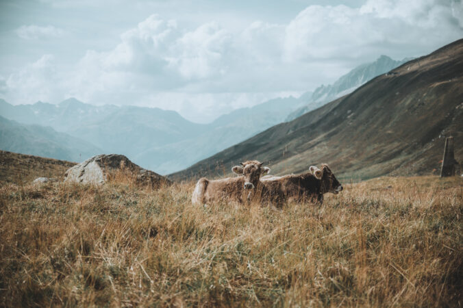 Kühe in den Schweizer Alpen