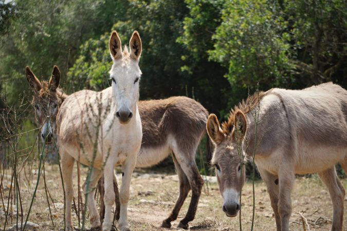 Three Spanish donkeys in the countryside of Menorca