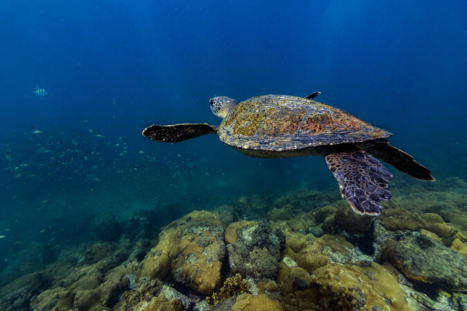 Sea Turtle Swimming In Sea