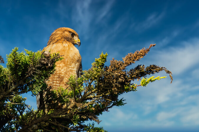 red tailed hawk on a branch