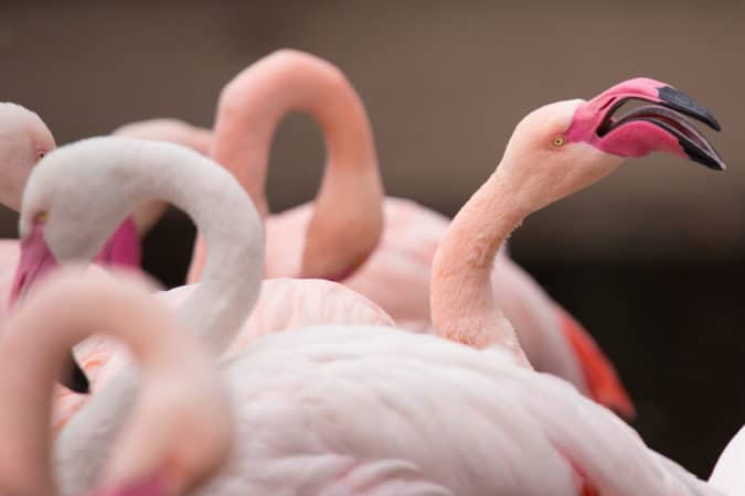 Portrait of a pink flamingo.